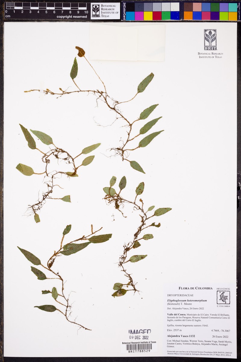 Elaphoglossum polytrichum photo 4