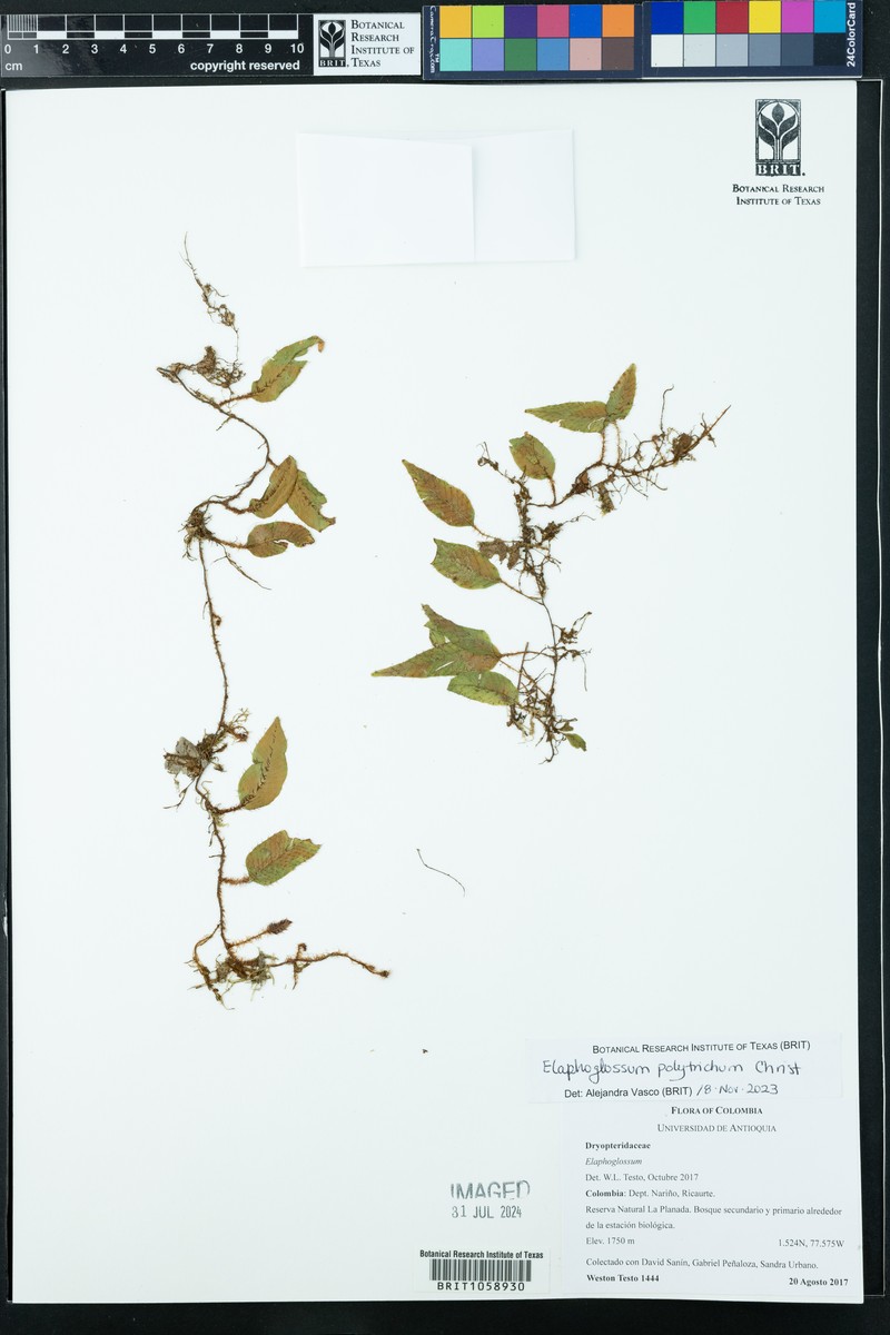 Elaphoglossum polytrichum photo 5