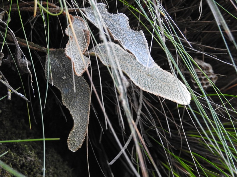 Elaphoglossum poolii