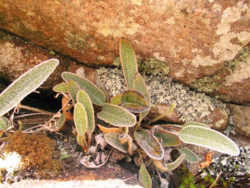 Elaphoglossum poolii photo 2