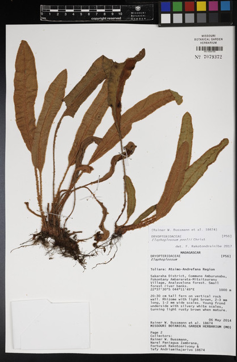 Elaphoglossum poolii photo 3