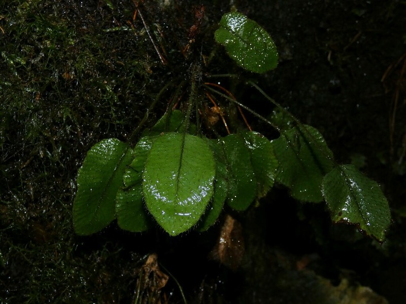 Elaphoglossum porteri