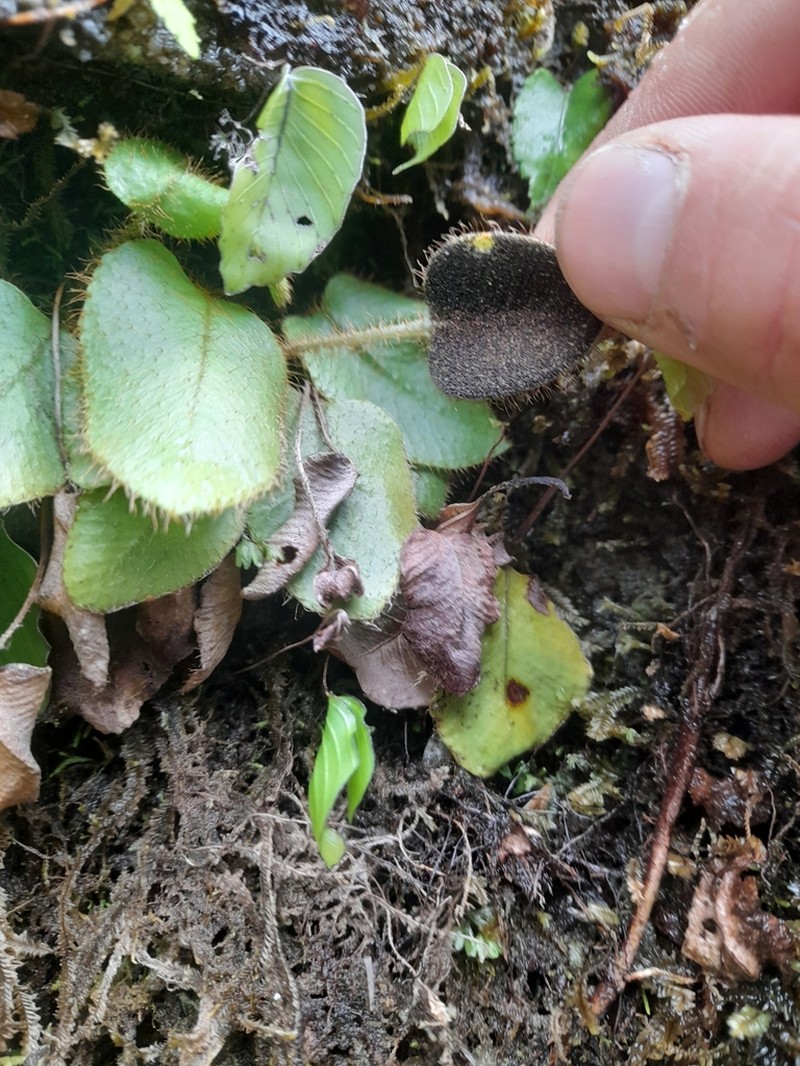 Elaphoglossum porteri photo 2