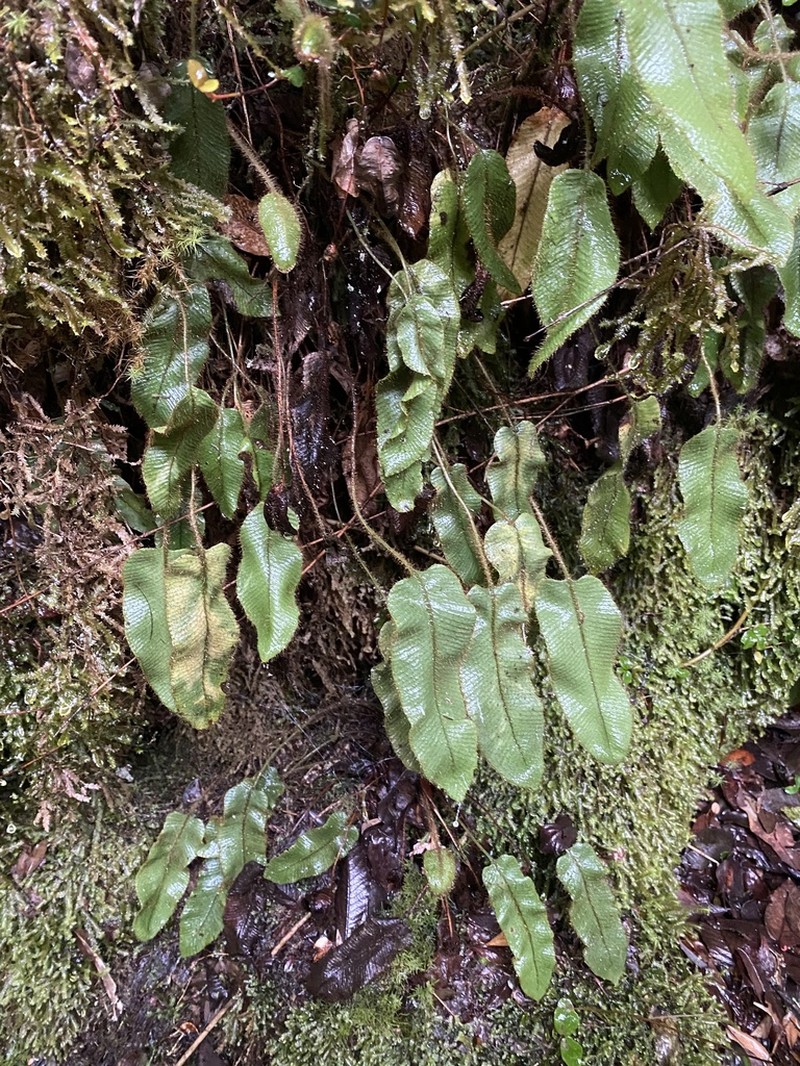 Elaphoglossum porteri photo 4