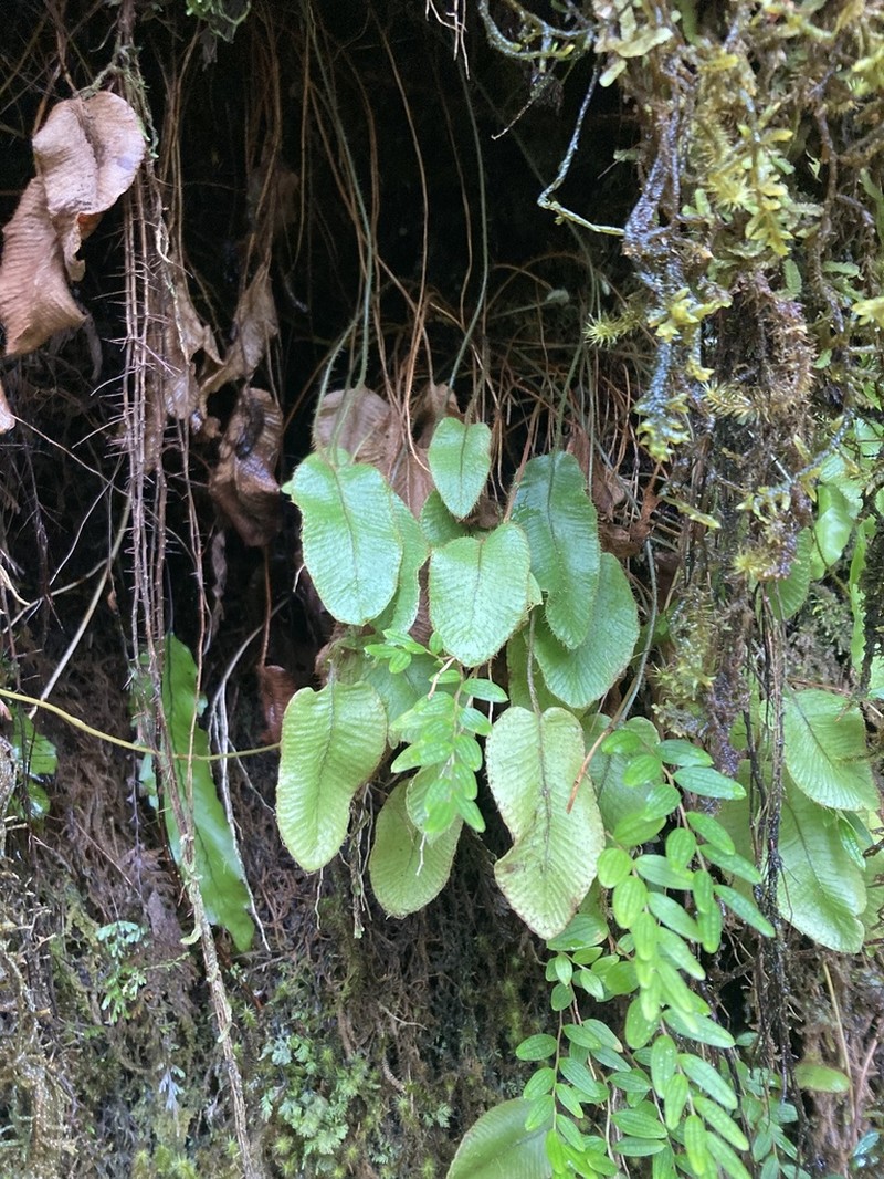 Elaphoglossum porteri photo 5