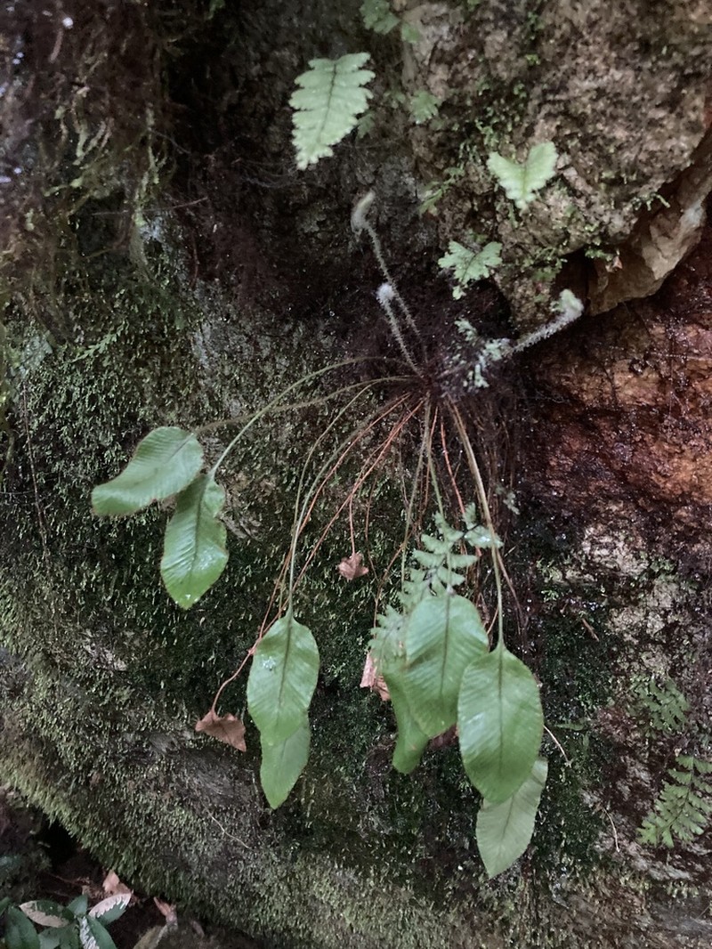 Elaphoglossum porteri photo 6