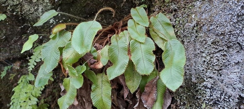 Elaphoglossum porteri photo 7