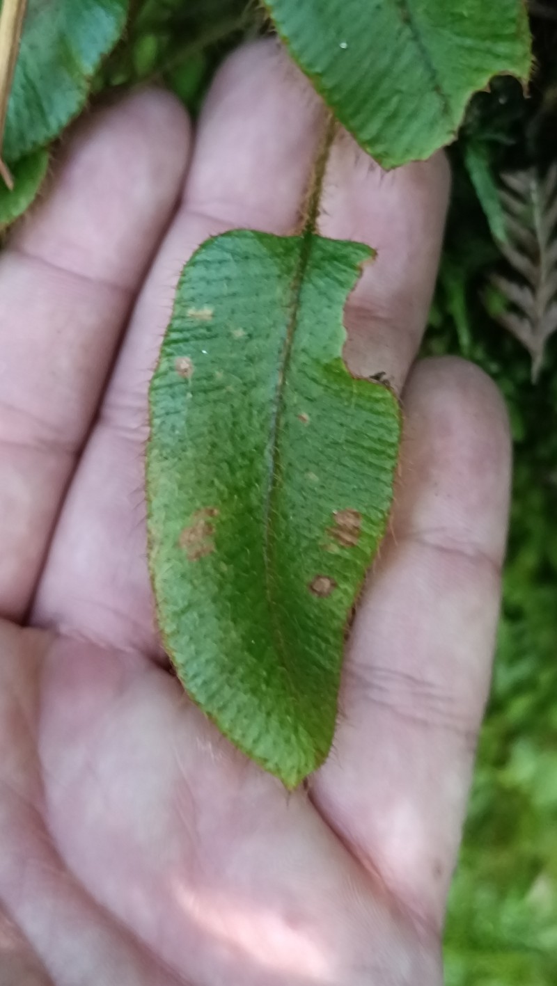 Elaphoglossum porteri photo 8