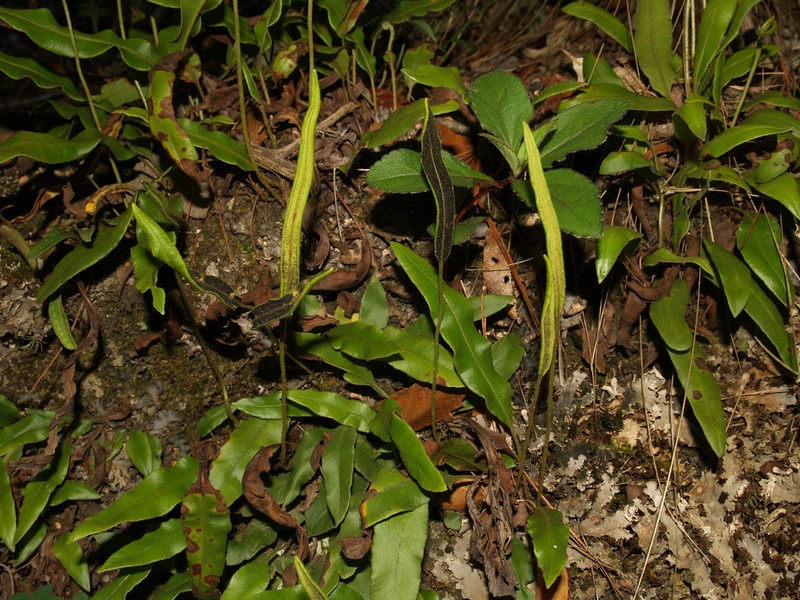 Elaphoglossum potosianum