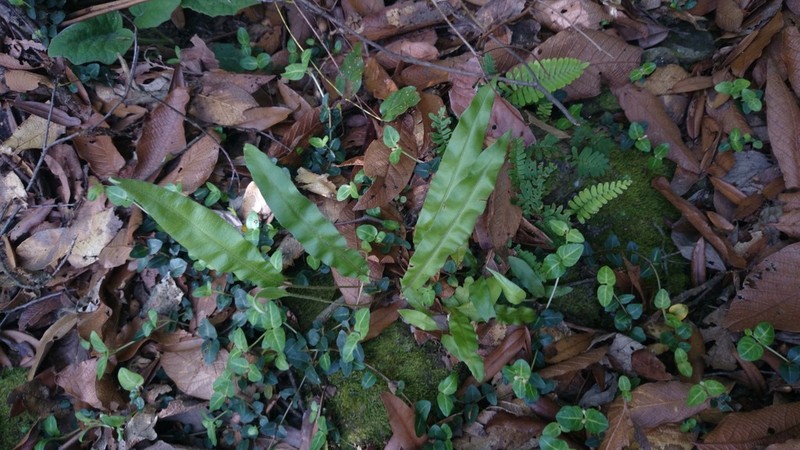 Elaphoglossum potosianum photo 2