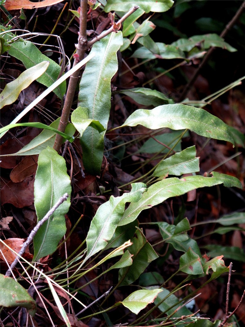 Elaphoglossum potosianum photo 3