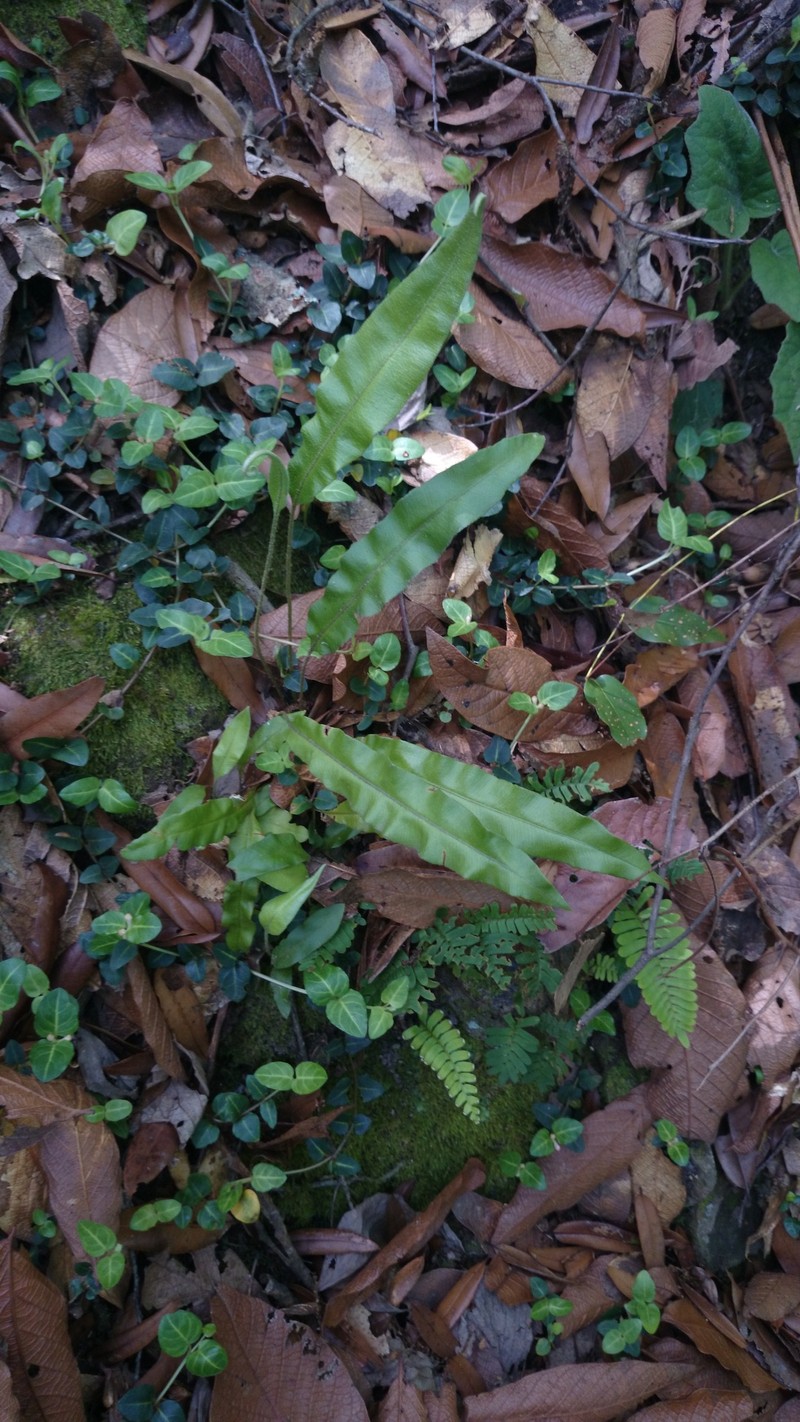 Elaphoglossum potosianum photo 5