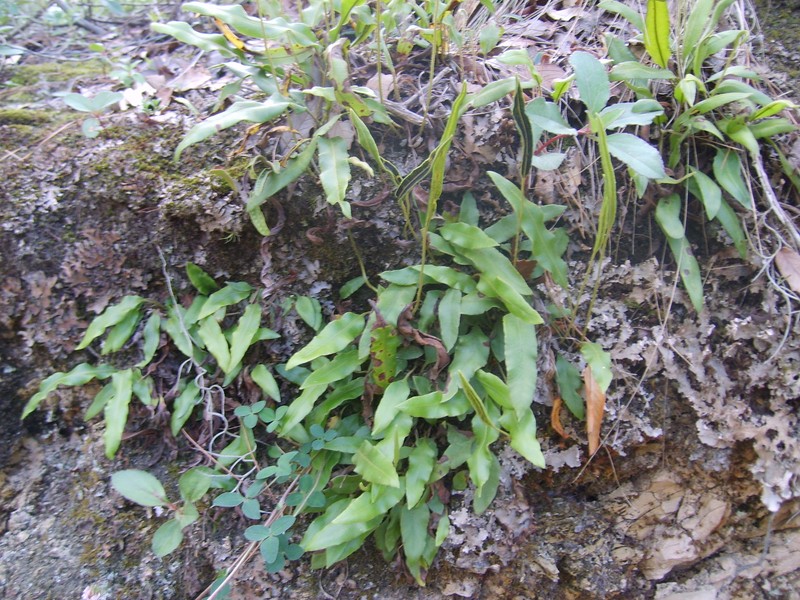 Elaphoglossum potosianum photo 7