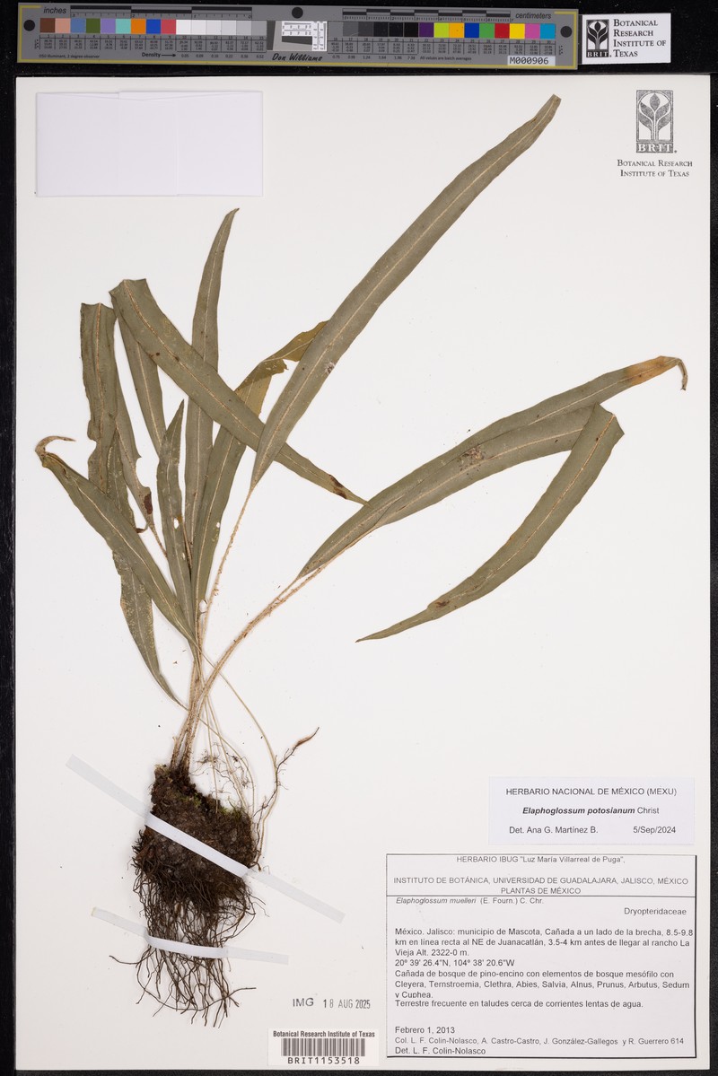 Elaphoglossum potosianum photo 8
