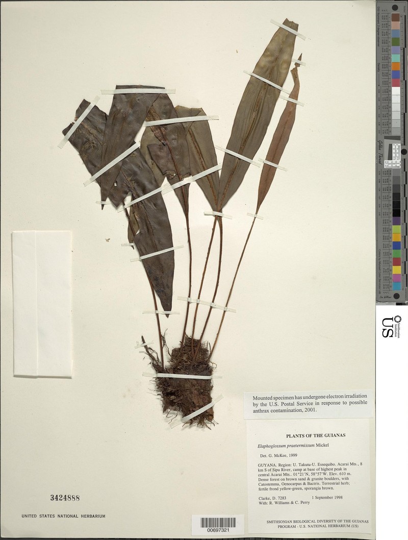 Elaphoglossum praetermissum photo 2