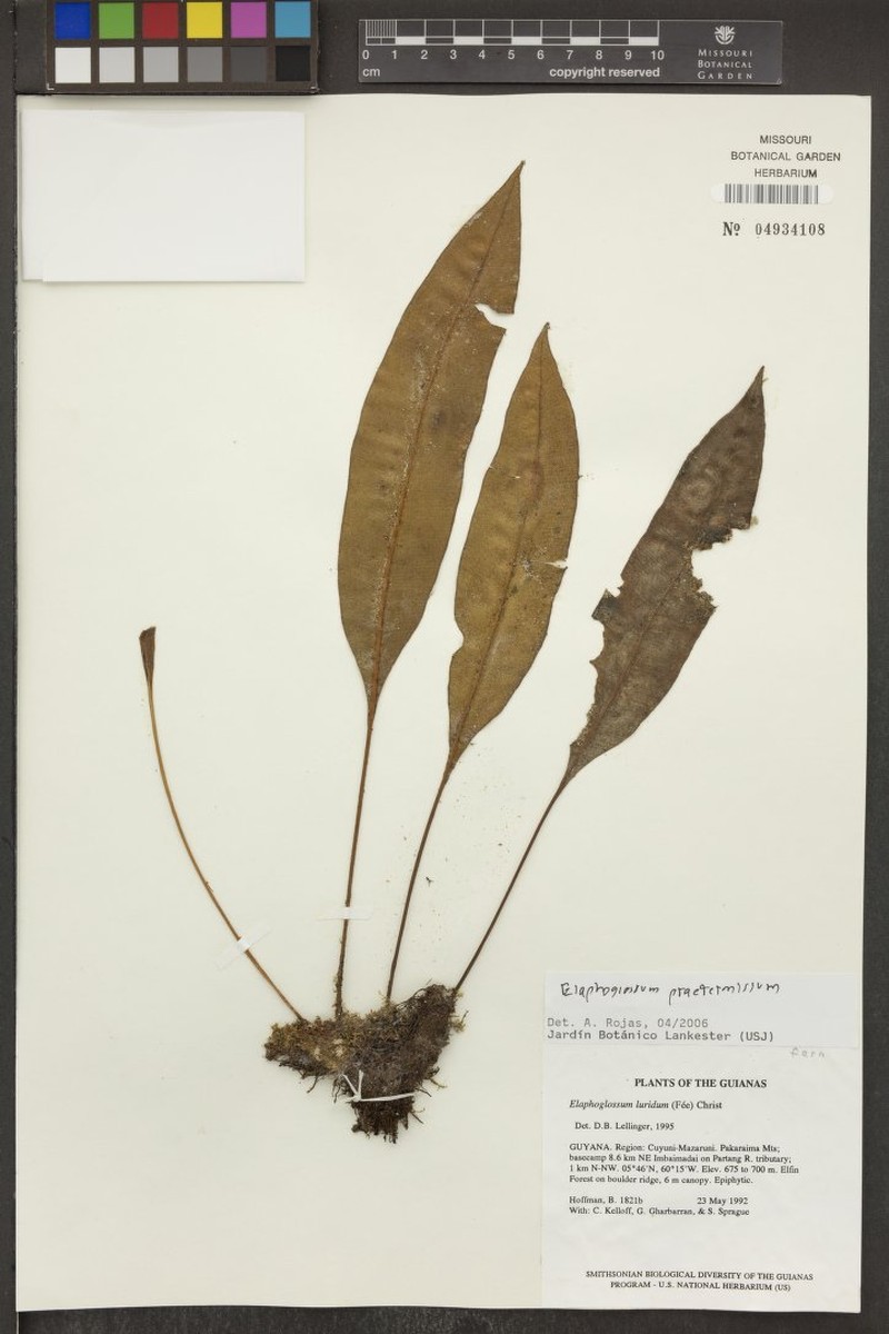 Elaphoglossum praetermissum photo 3
