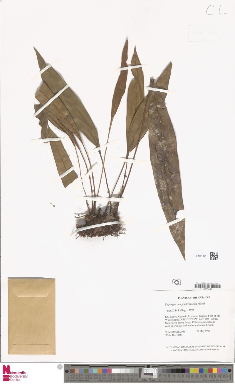 Elaphoglossum praetermissum photo 4