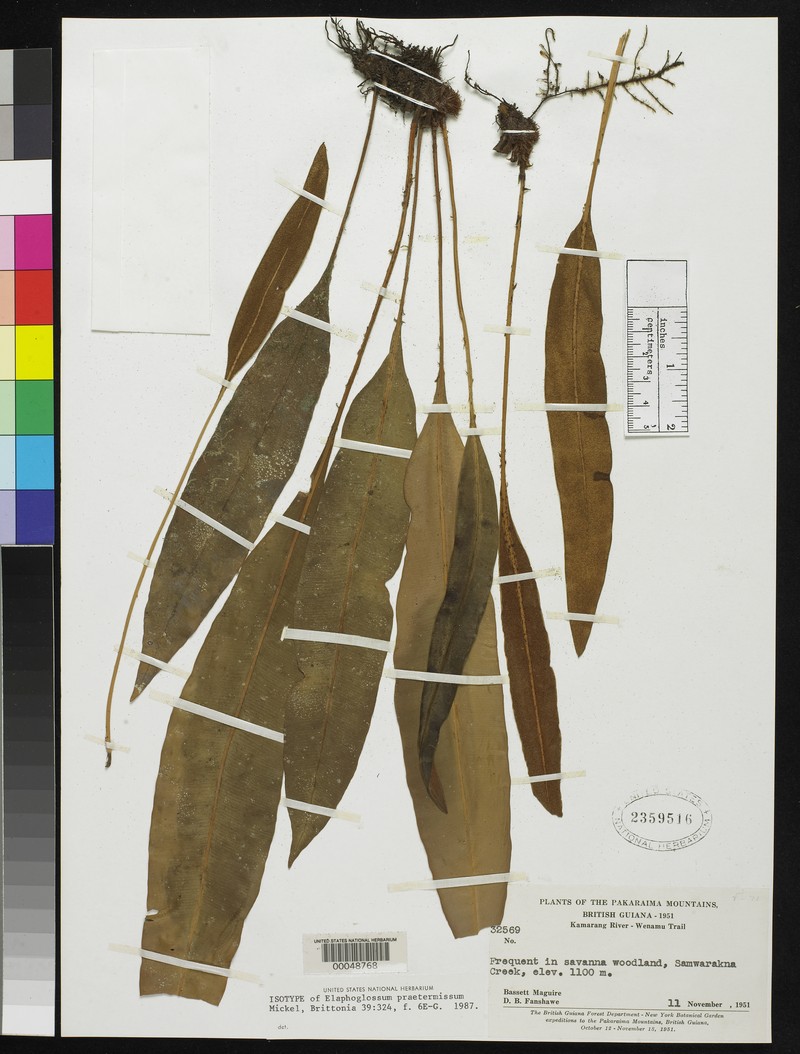 Elaphoglossum praetermissum