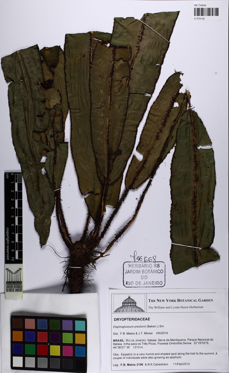 Elaphoglossum prestonii