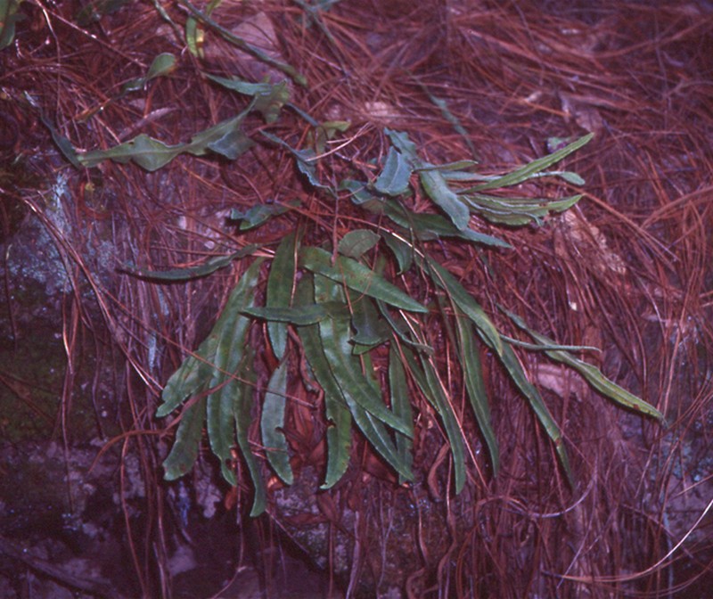 Elaphoglossum pringlei