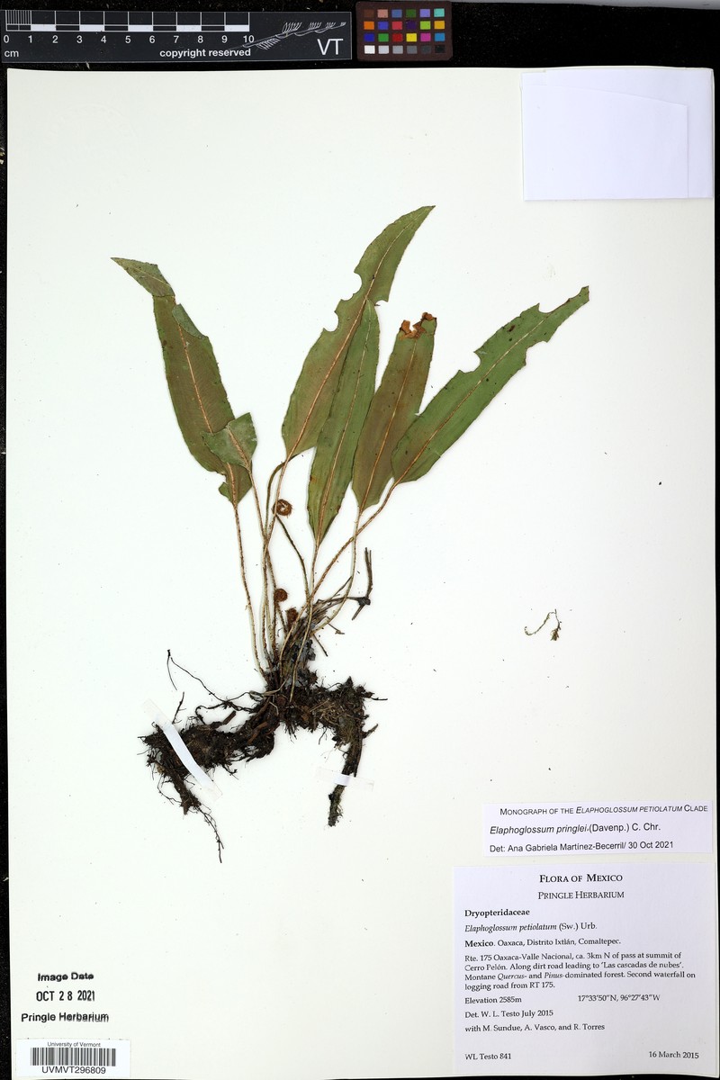 Elaphoglossum pringlei photo 2