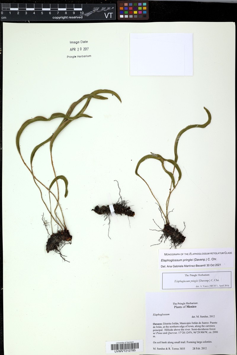 Elaphoglossum pringlei photo 3
