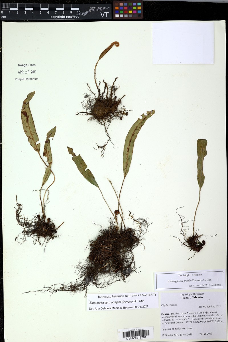 Elaphoglossum pringlei photo 4