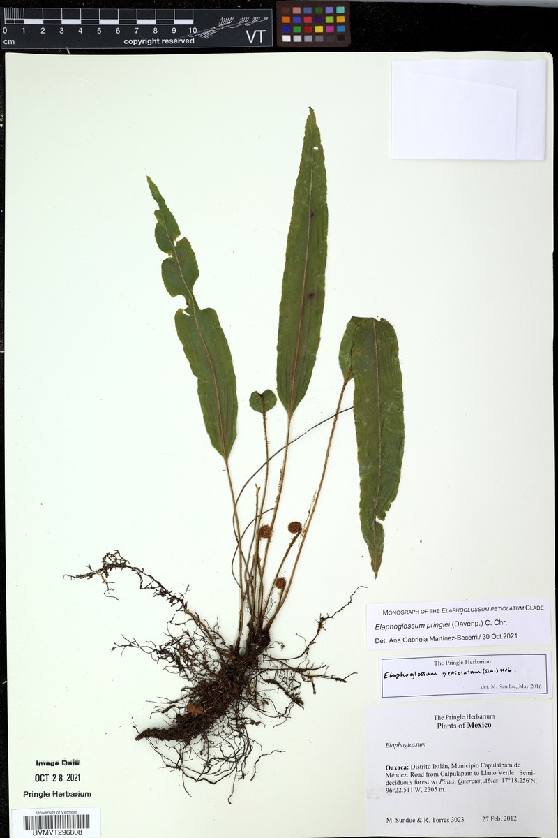 Elaphoglossum pringlei photo 5