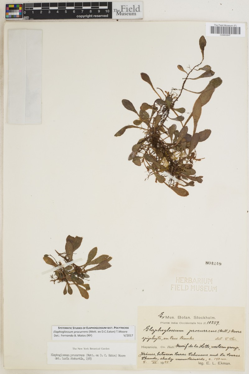 Elaphoglossum procurrens