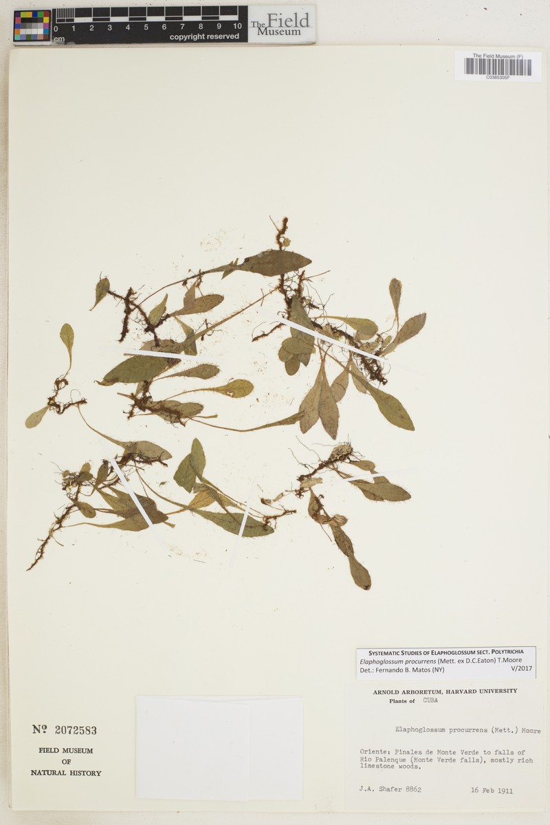 Elaphoglossum procurrens photo 2