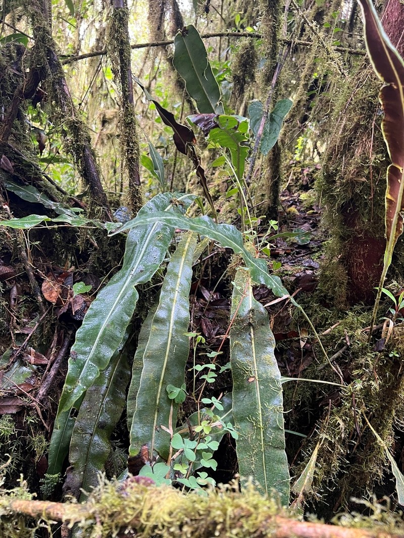Elaphoglossum productum photo 2