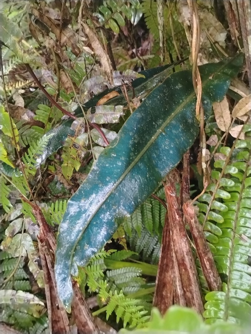 Elaphoglossum productum photo 3