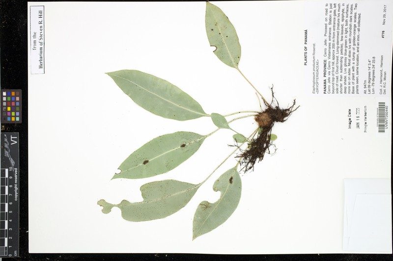 Elaphoglossum productum photo 4