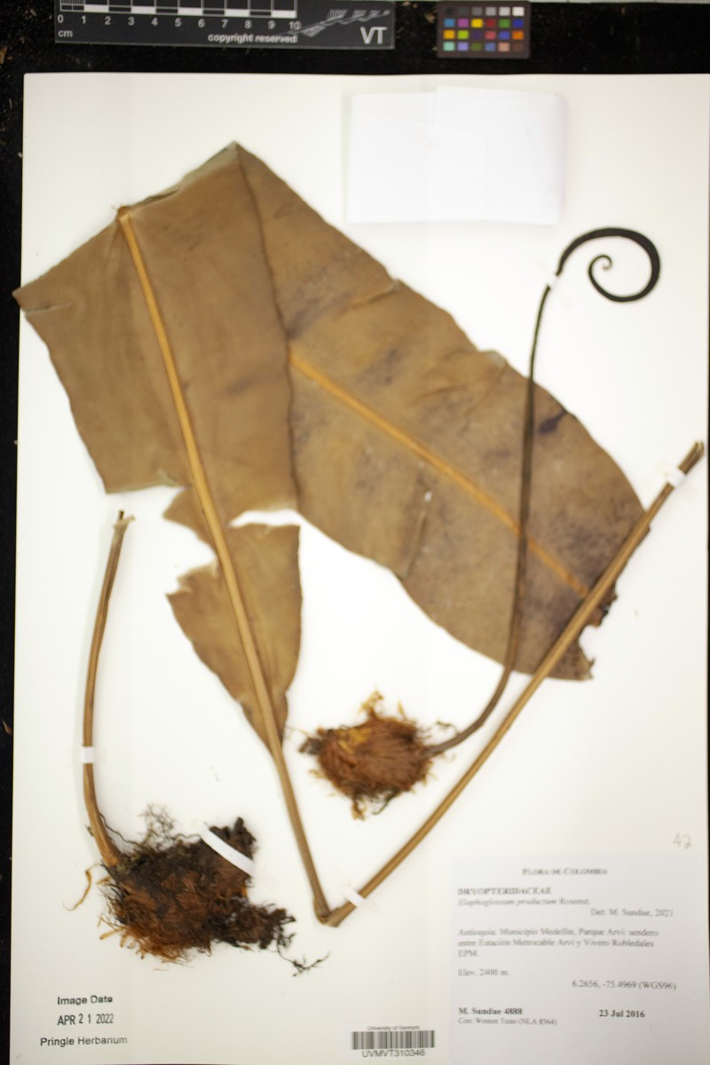 Elaphoglossum productum photo 5