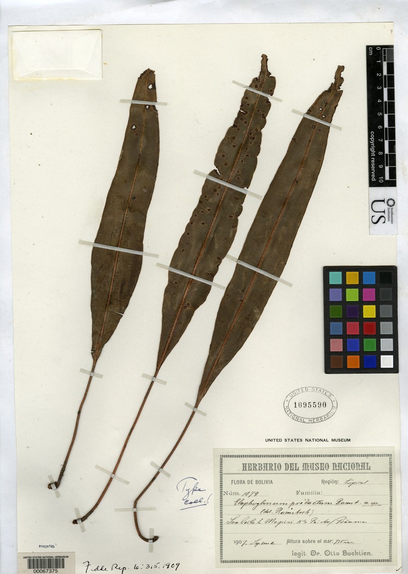 Elaphoglossum productum
