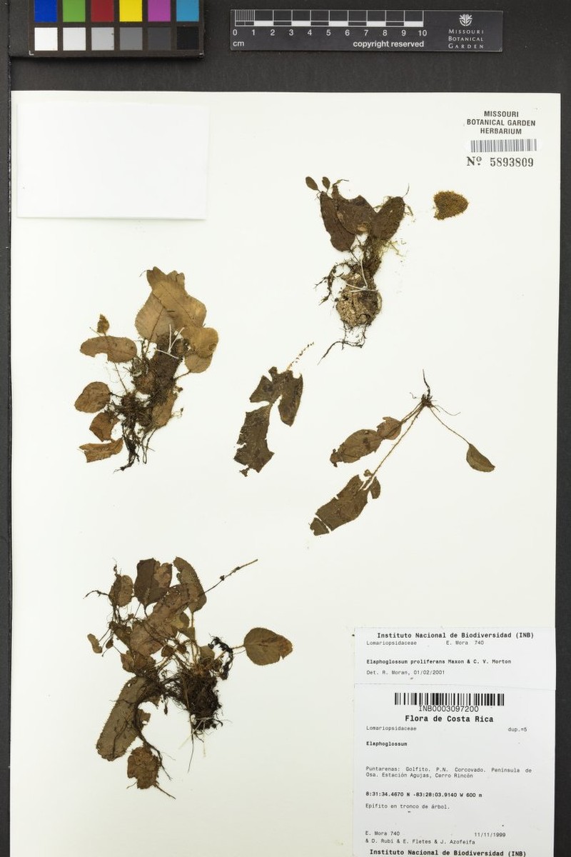 Elaphoglossum proliferans