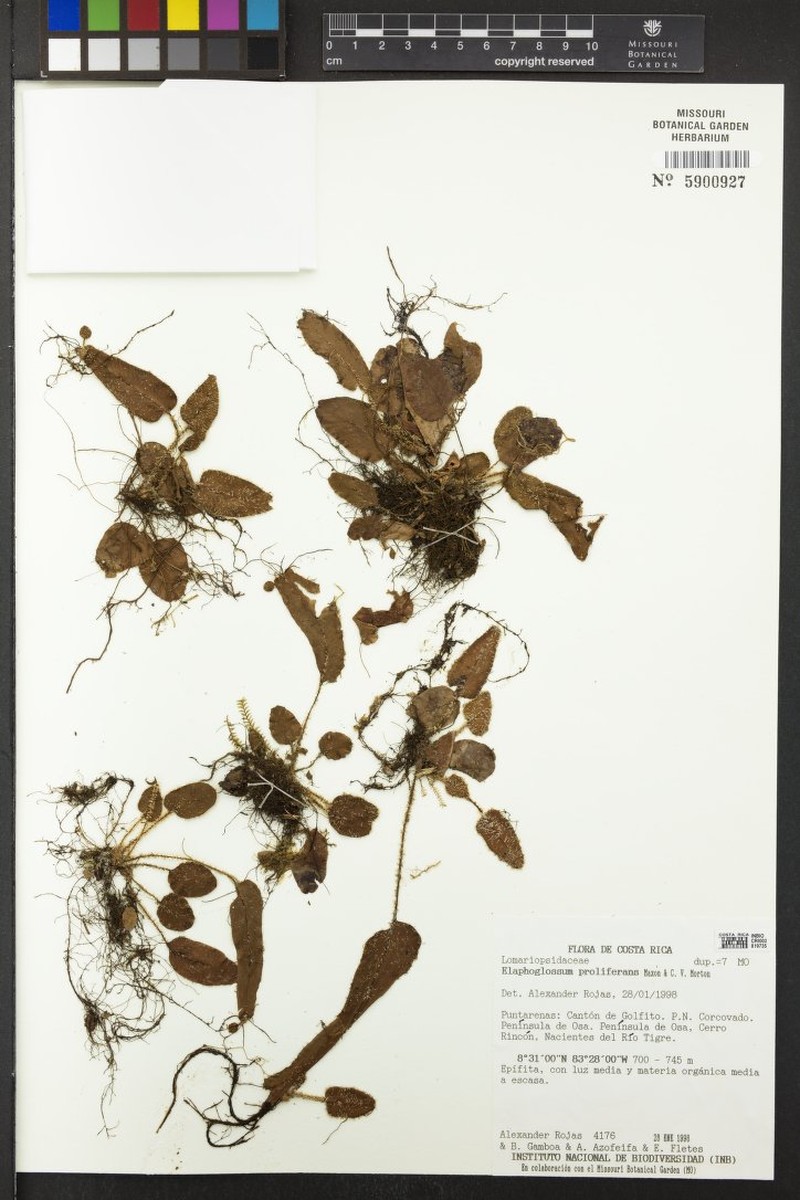 Elaphoglossum proliferans photo 2
