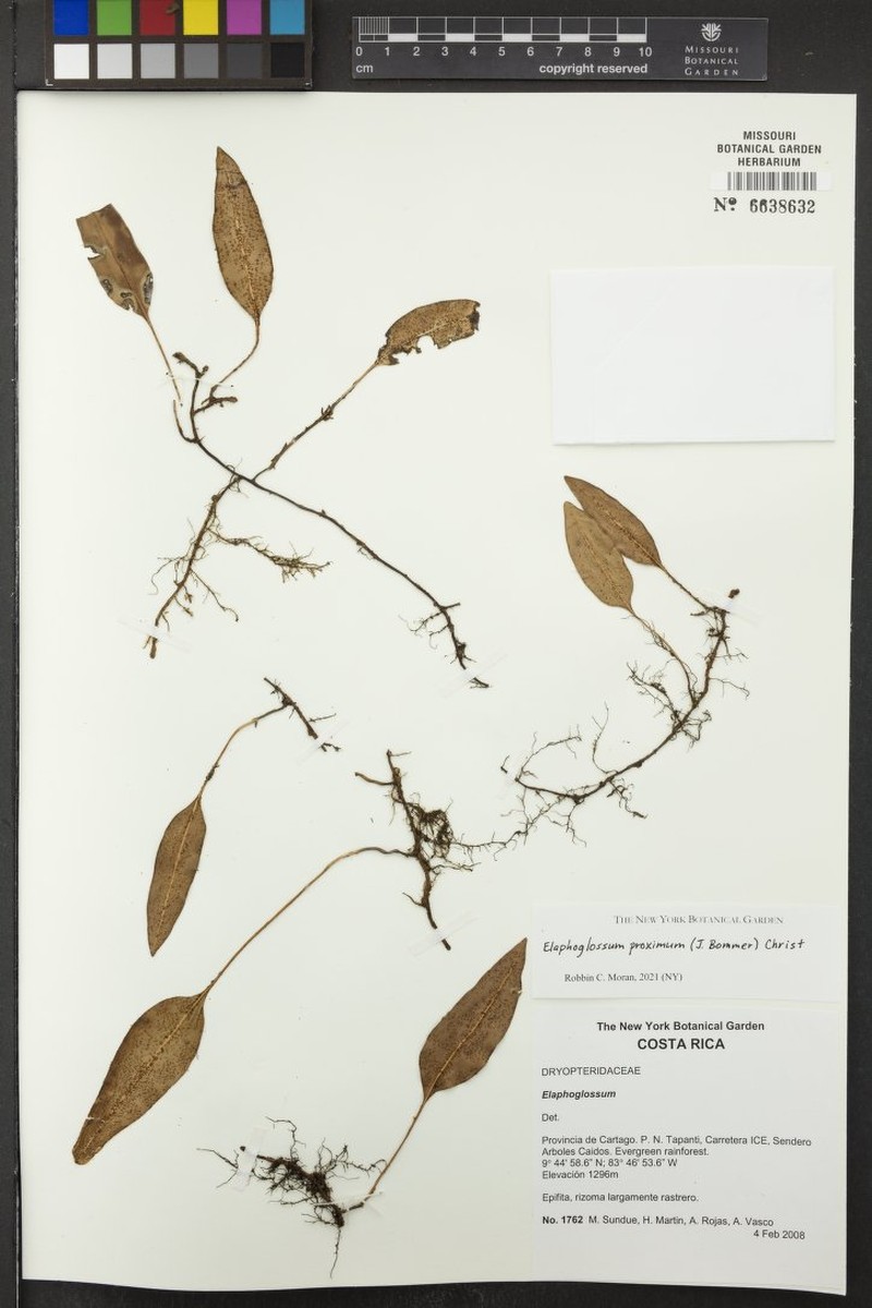 Elaphoglossum proximum