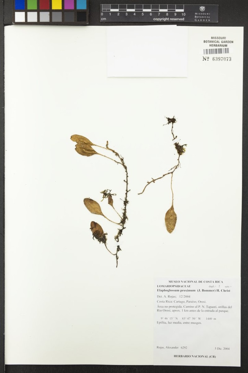 Elaphoglossum proximum photo 2