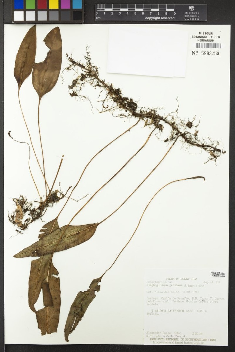 Elaphoglossum proximum photo 3