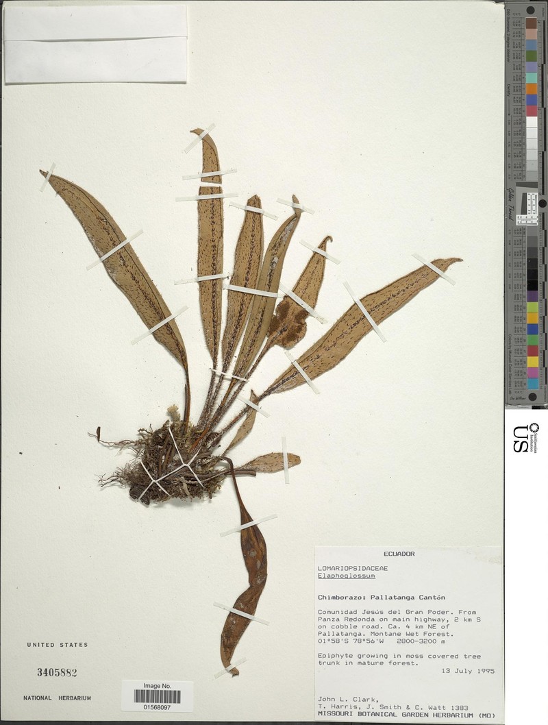 Elaphoglossum pruinosum