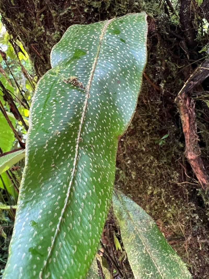 Elaphoglossum pseudoboryanum