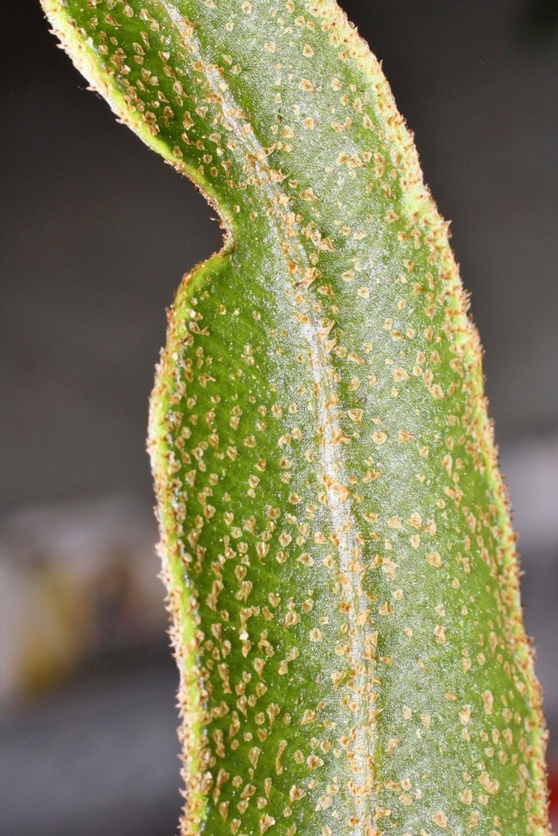 Elaphoglossum pseudoboryanum photo 2
