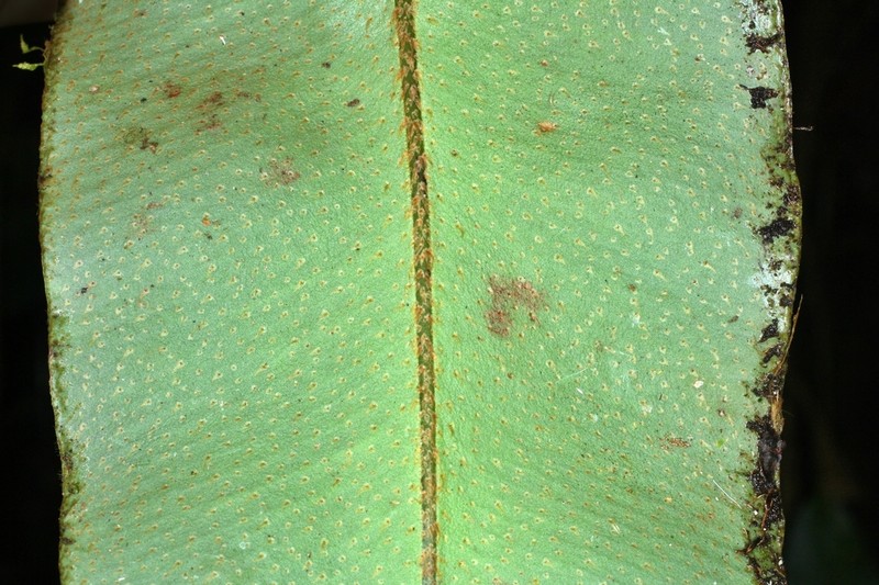Elaphoglossum pseudoboryanum photo 3