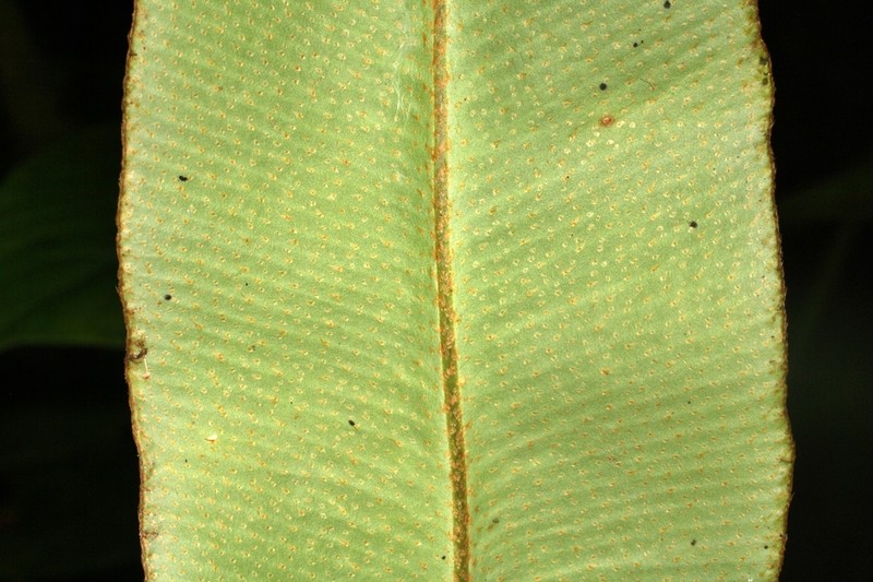 Elaphoglossum pseudoboryanum photo 4