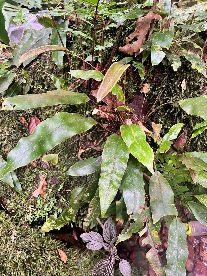 Elaphoglossum pseudoboryanum photo 5