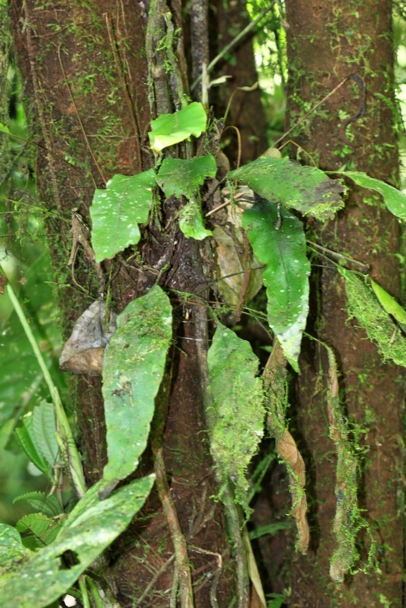 Elaphoglossum pseudoboryanum photo 6