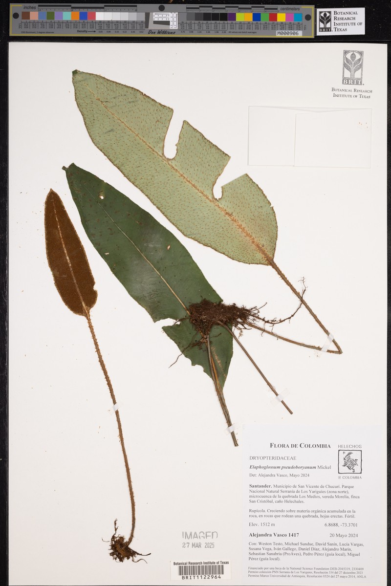 Elaphoglossum pseudoboryanum photo 7