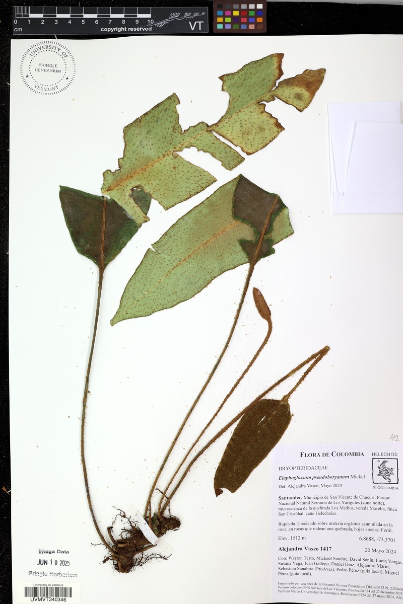 Elaphoglossum pseudoboryanum photo 8
