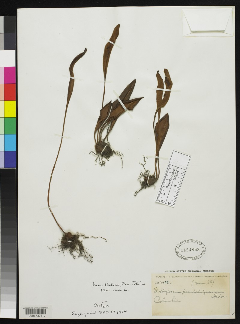 Elaphoglossum pseudodidynamum